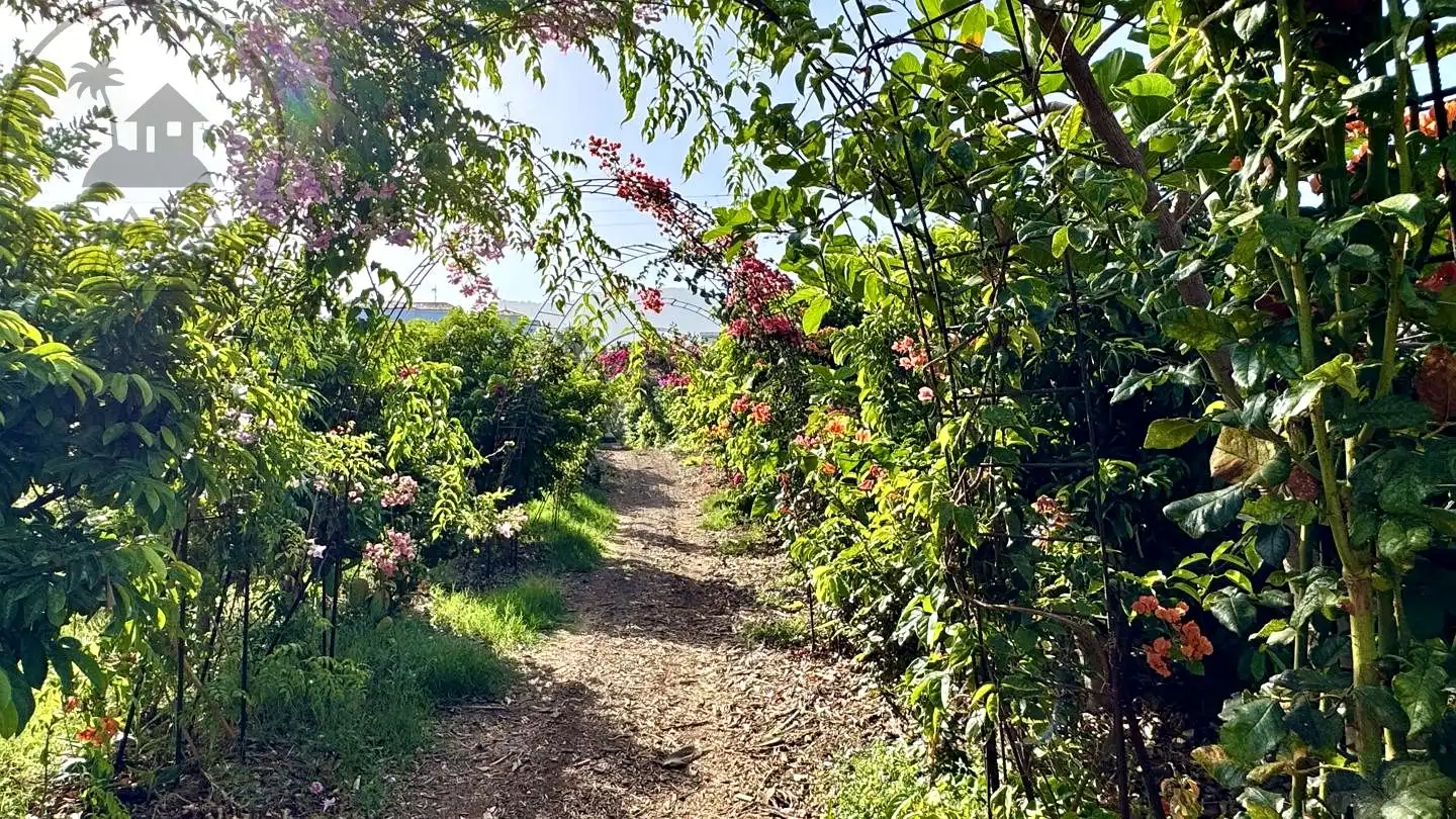 Vista exterior de Finca rústica en venda en Buenavista del Norte amb Jardí privat i Terrassa
