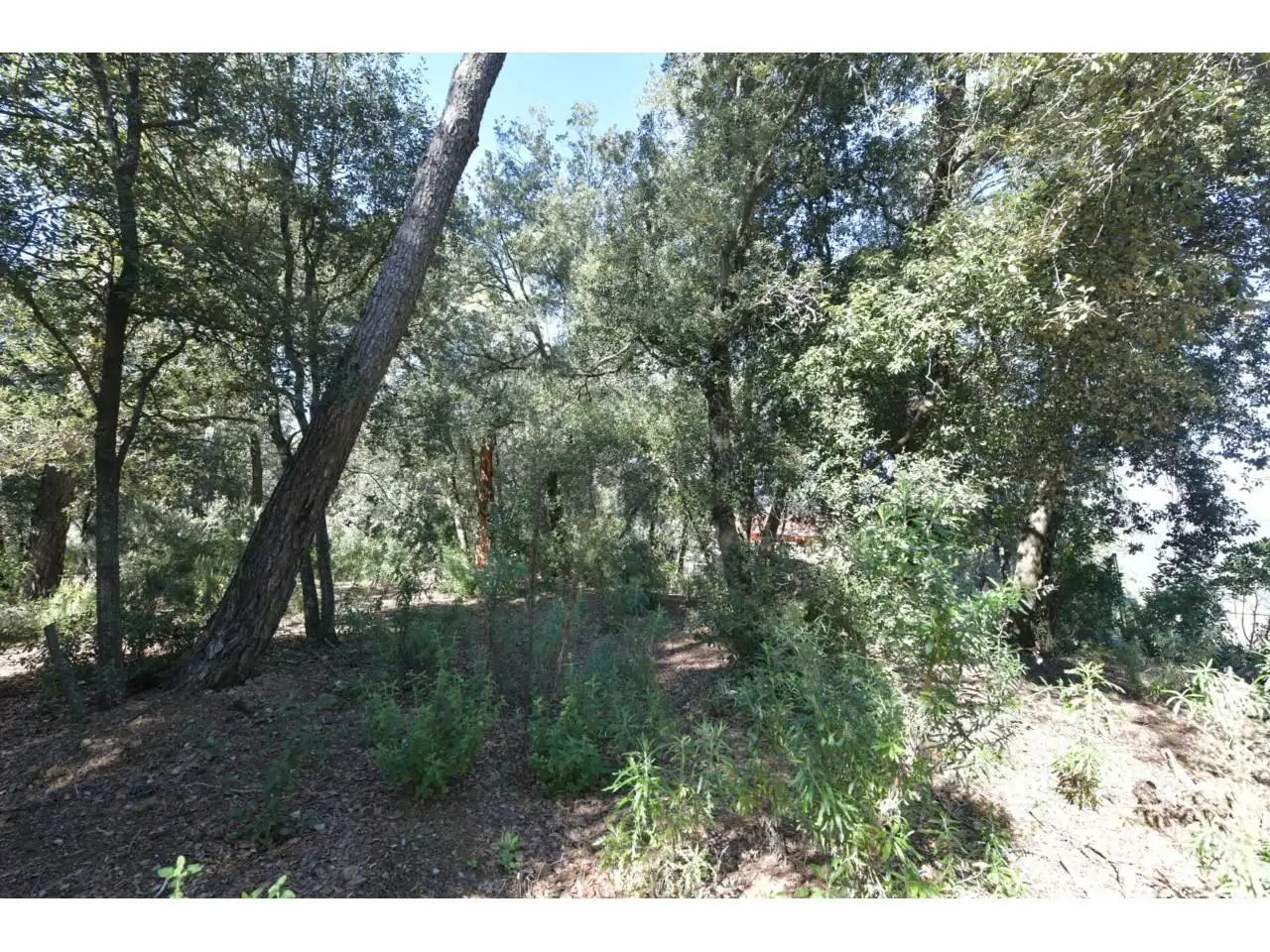 Wohnbaugrundstück zum Verkauf in El Racó - Sant Feliu del Racó, imagen 21