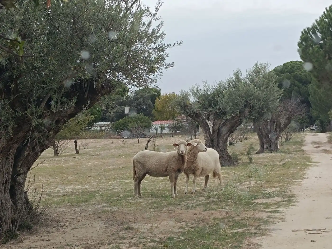 Terreni e lotti in vendita a Vial Camino Camino de la Vega 15, imagen 2