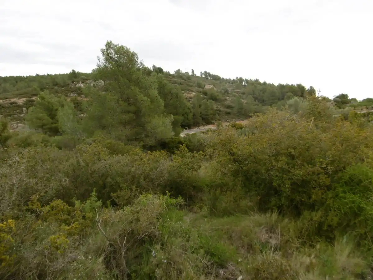 Terreno rústico en venta en Partida MOLINAR, imagen 6
