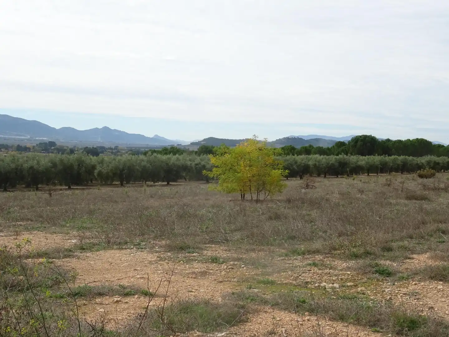 Residential land for sale in Beneixama, imagen 6