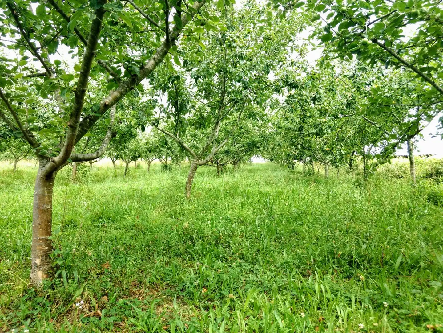 Terreno rustico in vendita a Abadiño