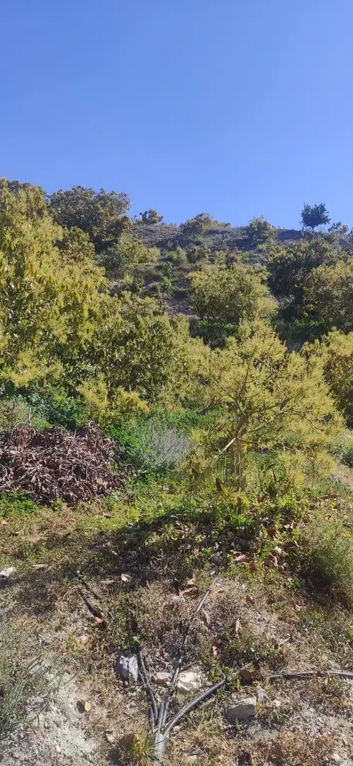 Terreno rústico en venta en Motril  ciudad, imagen 4
