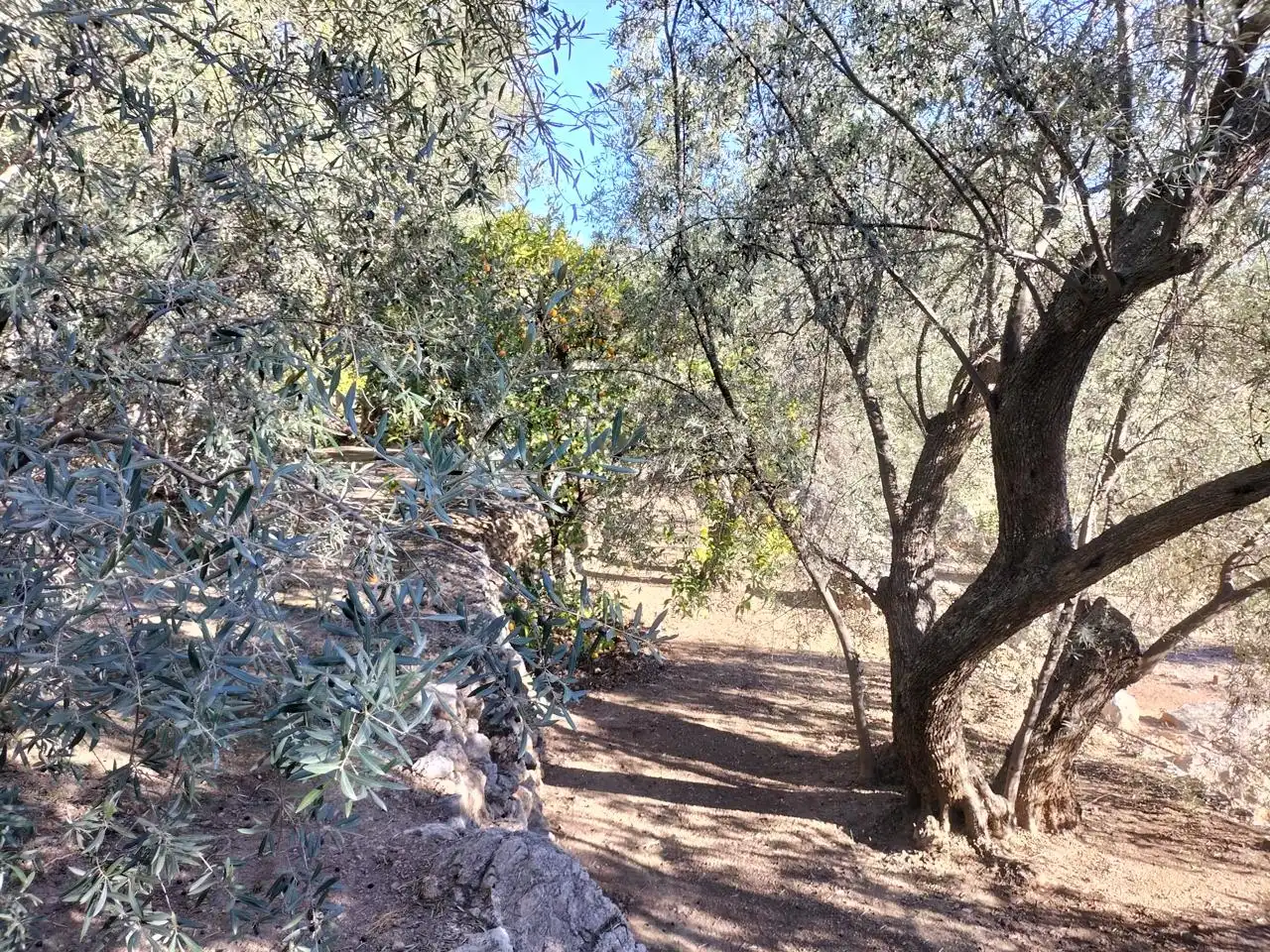 Jardí de Finca rústica en venda en El Pinar