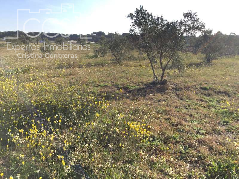 Finca rústica en venta en Almonte