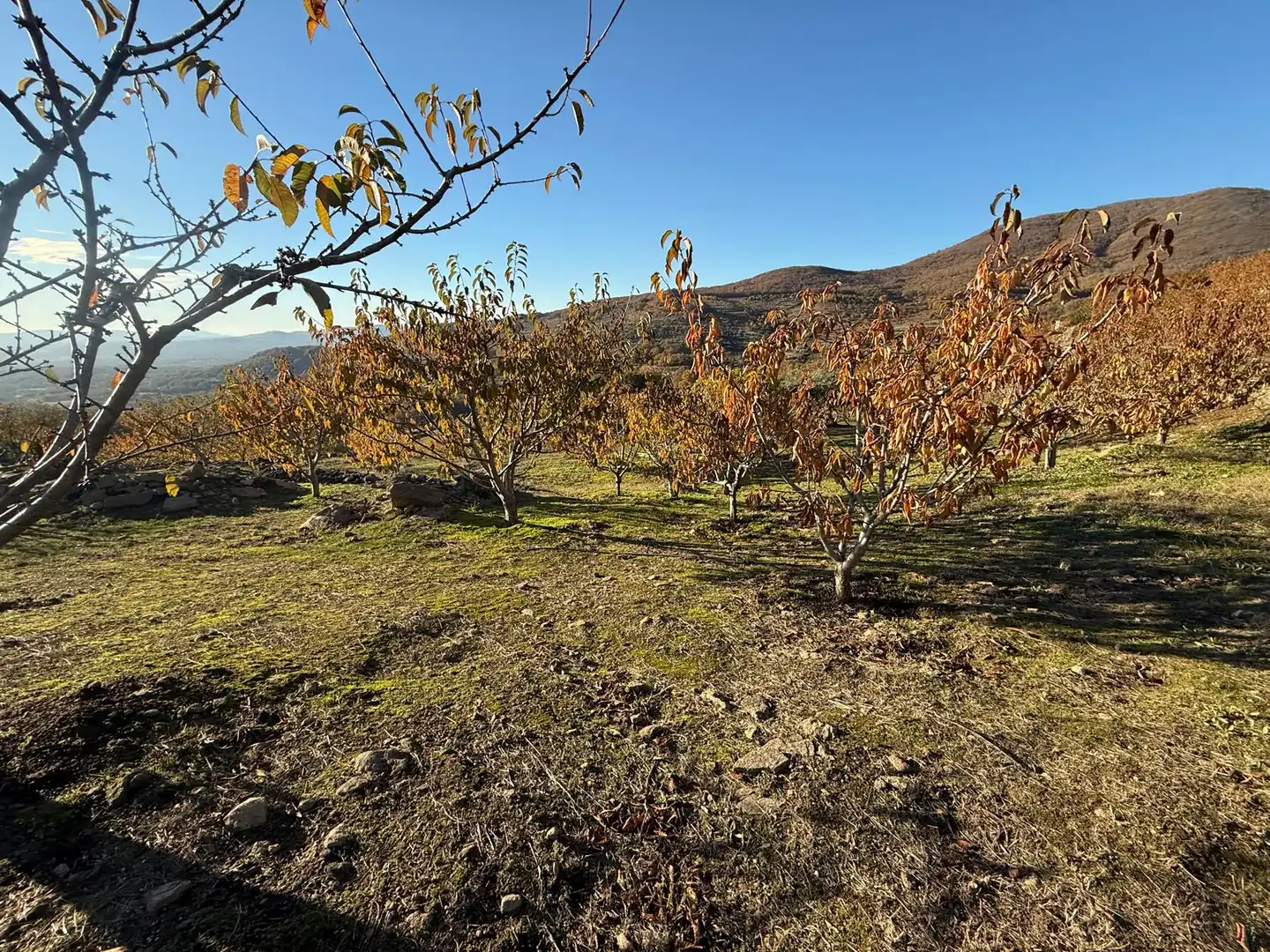 Land for sale in Arroyomolinos de la Vera