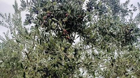 Foto 2 de Finca rústica en venda a Llerena, Badajoz