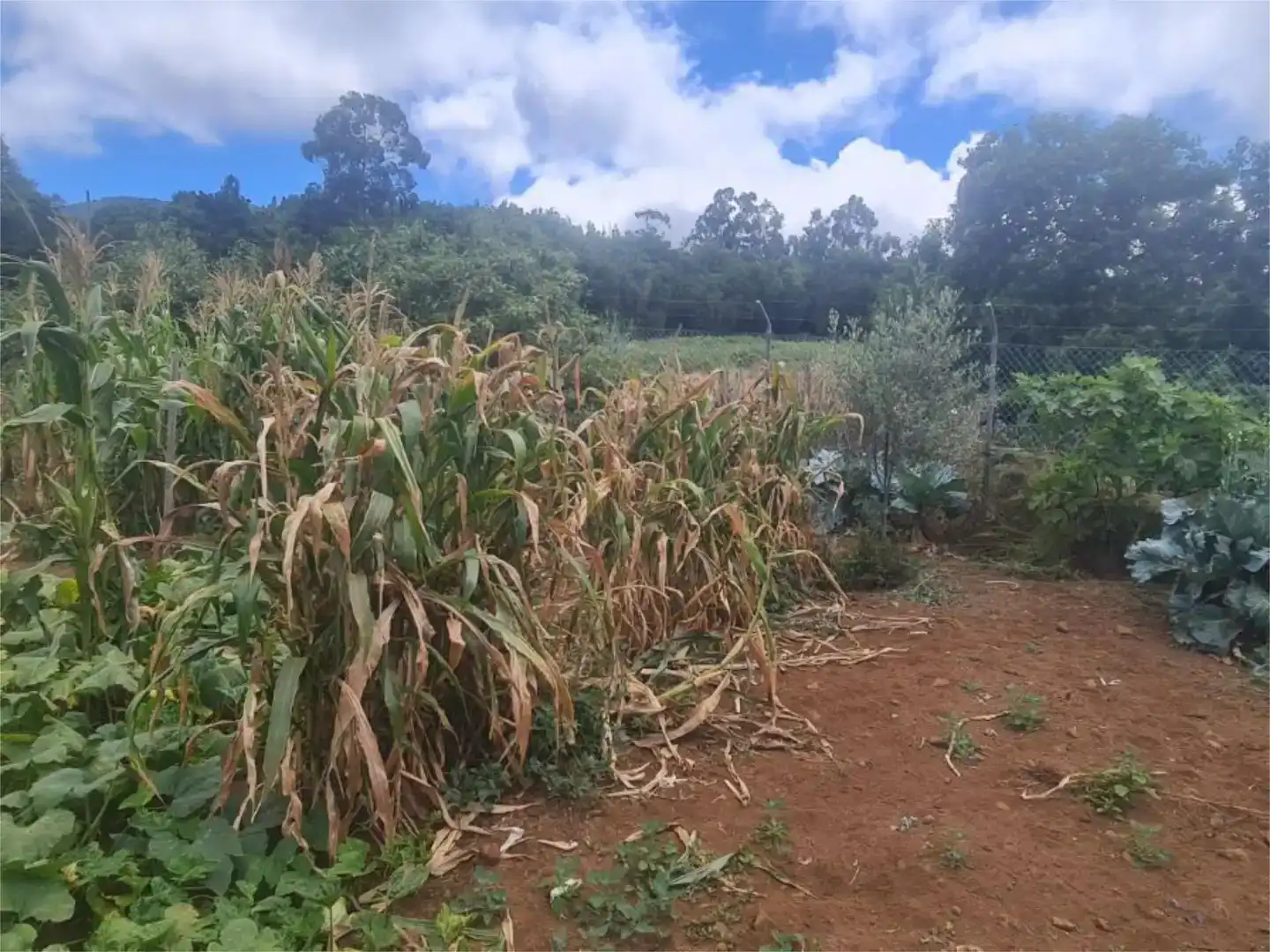Finca rústica en venda en El Sauzal