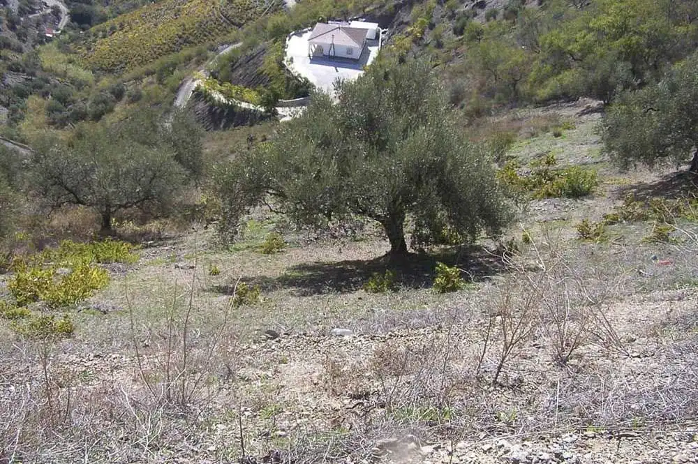 Terreno rustico in vendita a Árchez