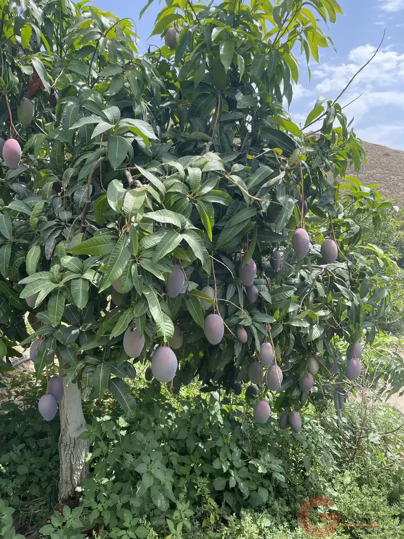 Jardín de Finca rústica en venta en Salobreña con Terraza y Piscina