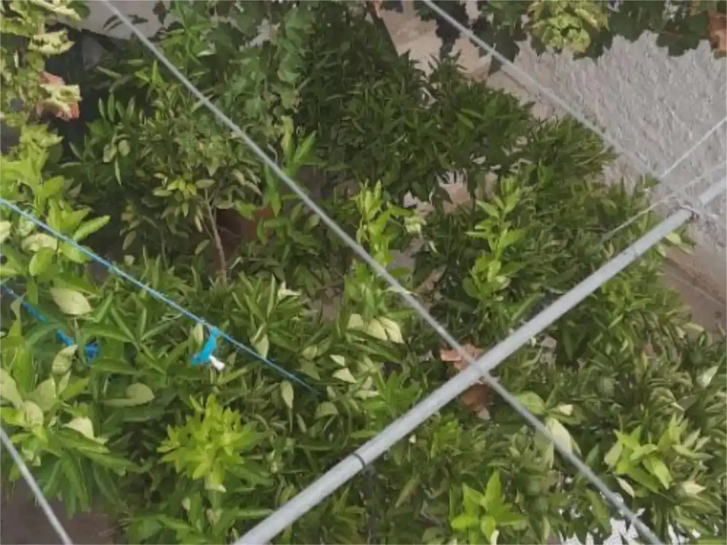 Jardín de Planta baja en venta en Pozo Alcón con Balcón