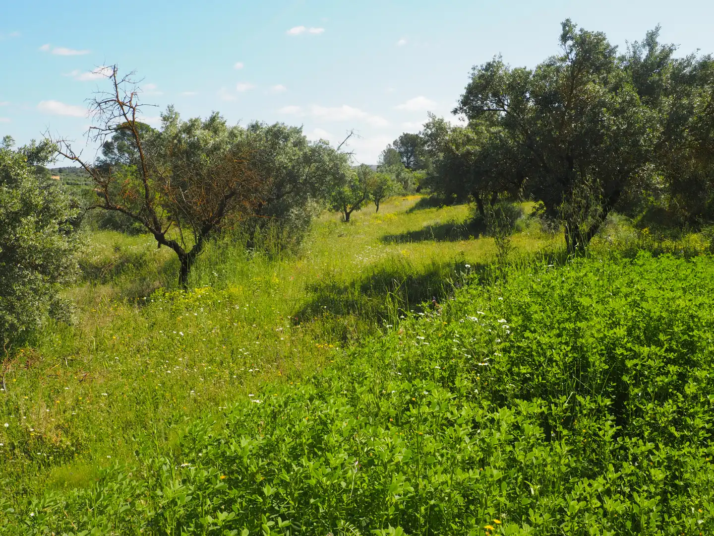 Terrain rustique à vendre à Avinguda Colònia 5, imagen 27