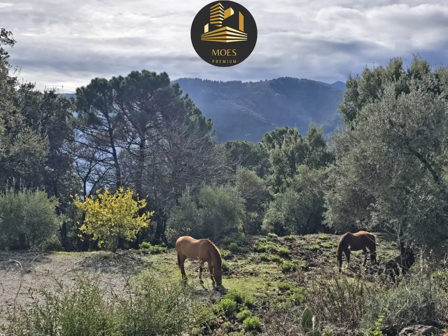 Country house for sale in Jubrique, imagen 24