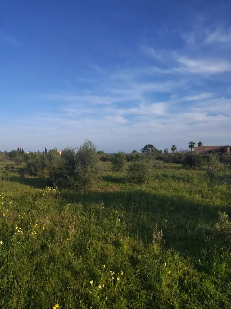 Rural land for sale in Cala Millor, imagen 4