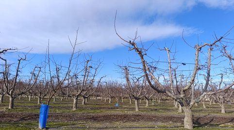 !Oportunidad en Ceutí! Finca de Regadío de 7.728 m2 Producción y Seguridad Jurídica Garantizada, immagine 5