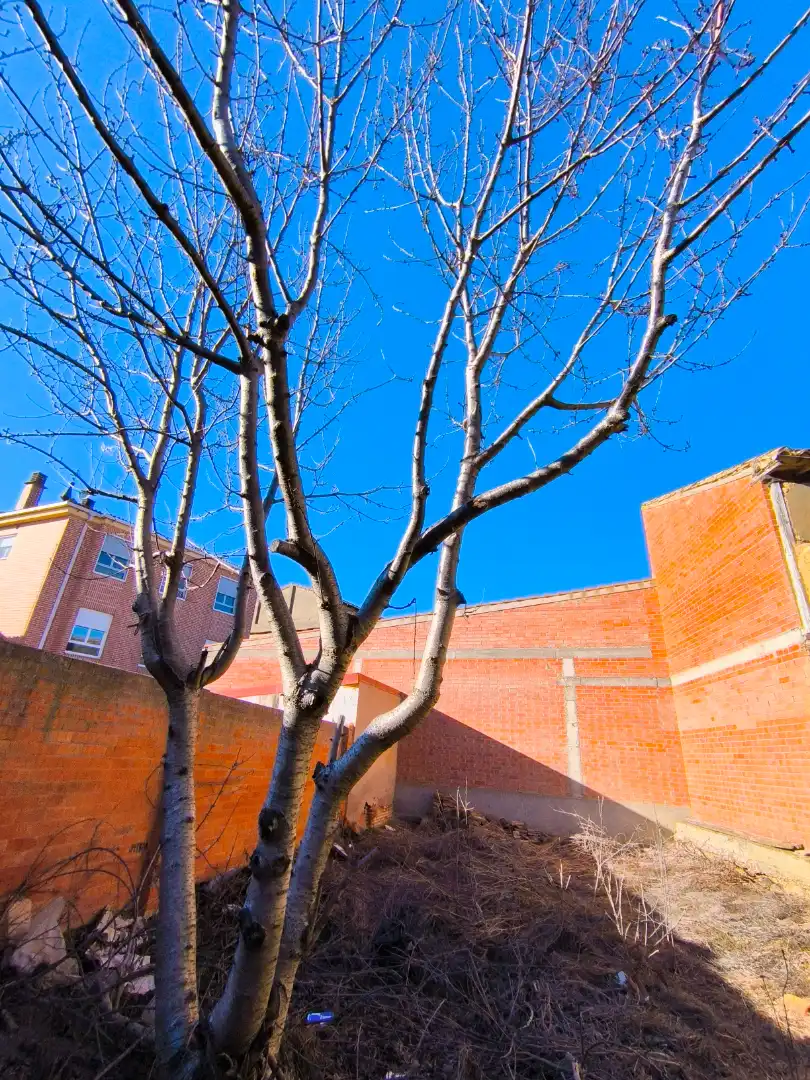 Vista exterior de Casa o chalet en venta en Villarramiel con Jardín privado, Trastero y Amueblado