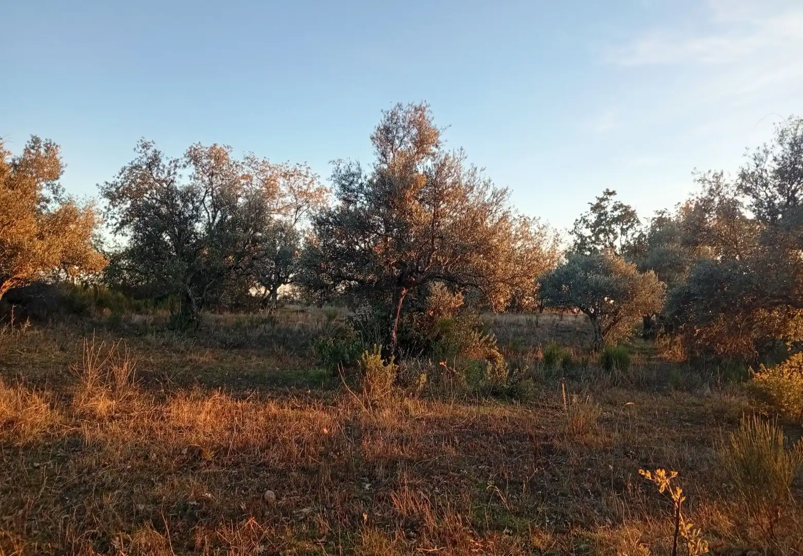 Terreni e lotti in vendita a Viandar de la Vera, imagen 9