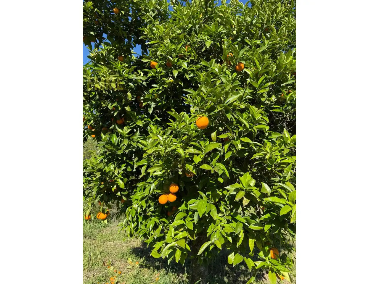 Jardí de Casa o xalet en venda en Jimera de Líbar amb Jardí privat i Terrassa