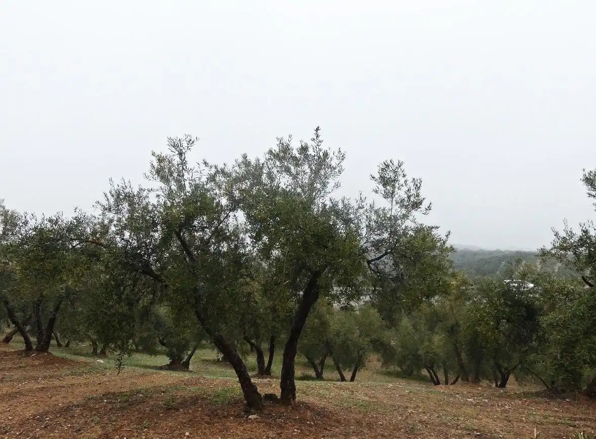 Terrain rustique à vendre à Peligros, imagen 13