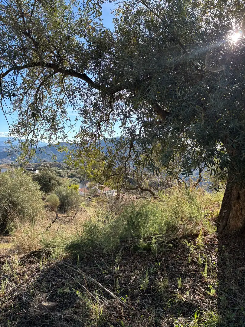 Casa o chalet en venta en Colmenar con Jardín privado
