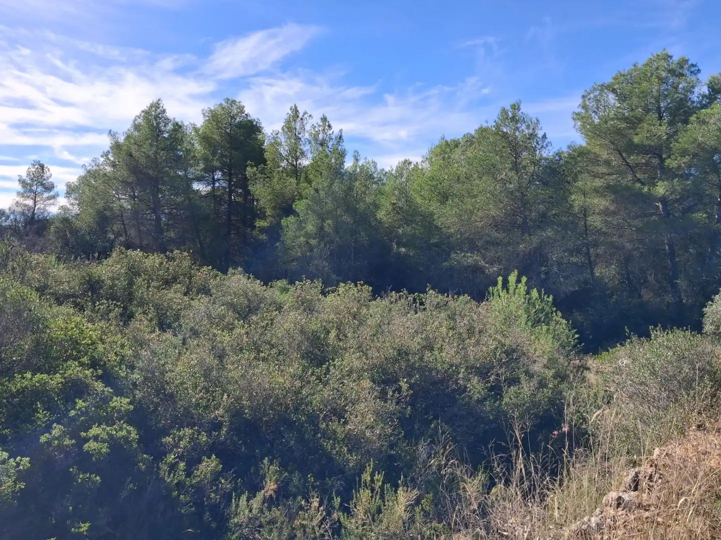 Terrain rustique à vendre à Polígono 6 Paraje 109 LAS PLANAS, imagen 18