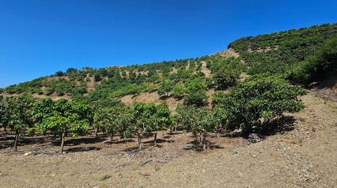 Foto 2 de Finca rústica en venda a El Limonar, Vélez-Málaga