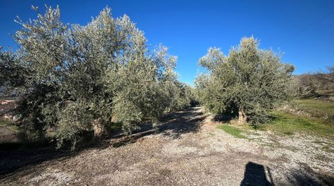 FINCA RUSTICA EN DURCAL, immagine 4