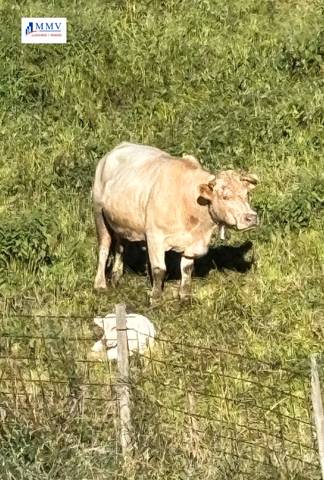Finca rústica en Venta en Carrer Núria, 1 en Vilallonga de Ter