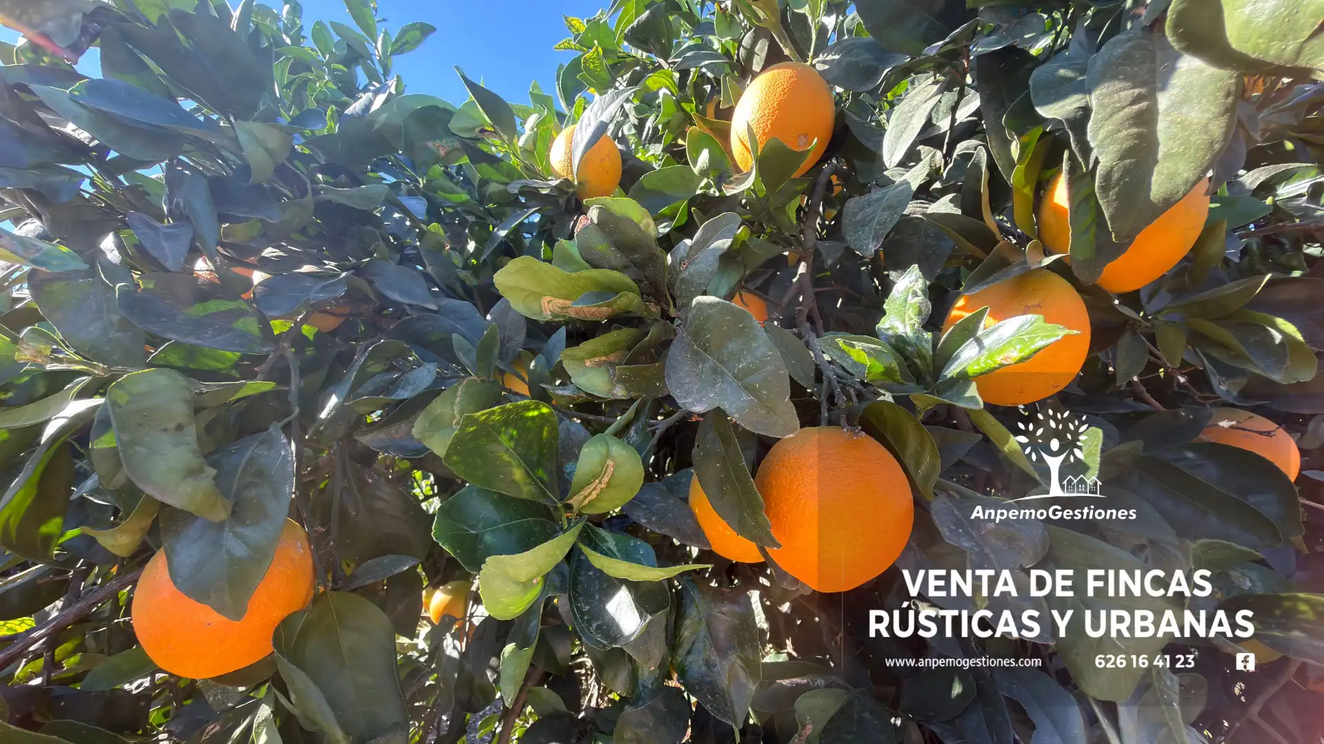 Terreno en venta en Peñaflor, Sevilla