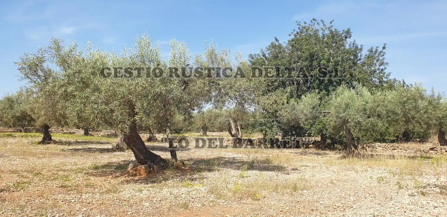 Terreno rústico en venta en Polígono 1, imagen 8