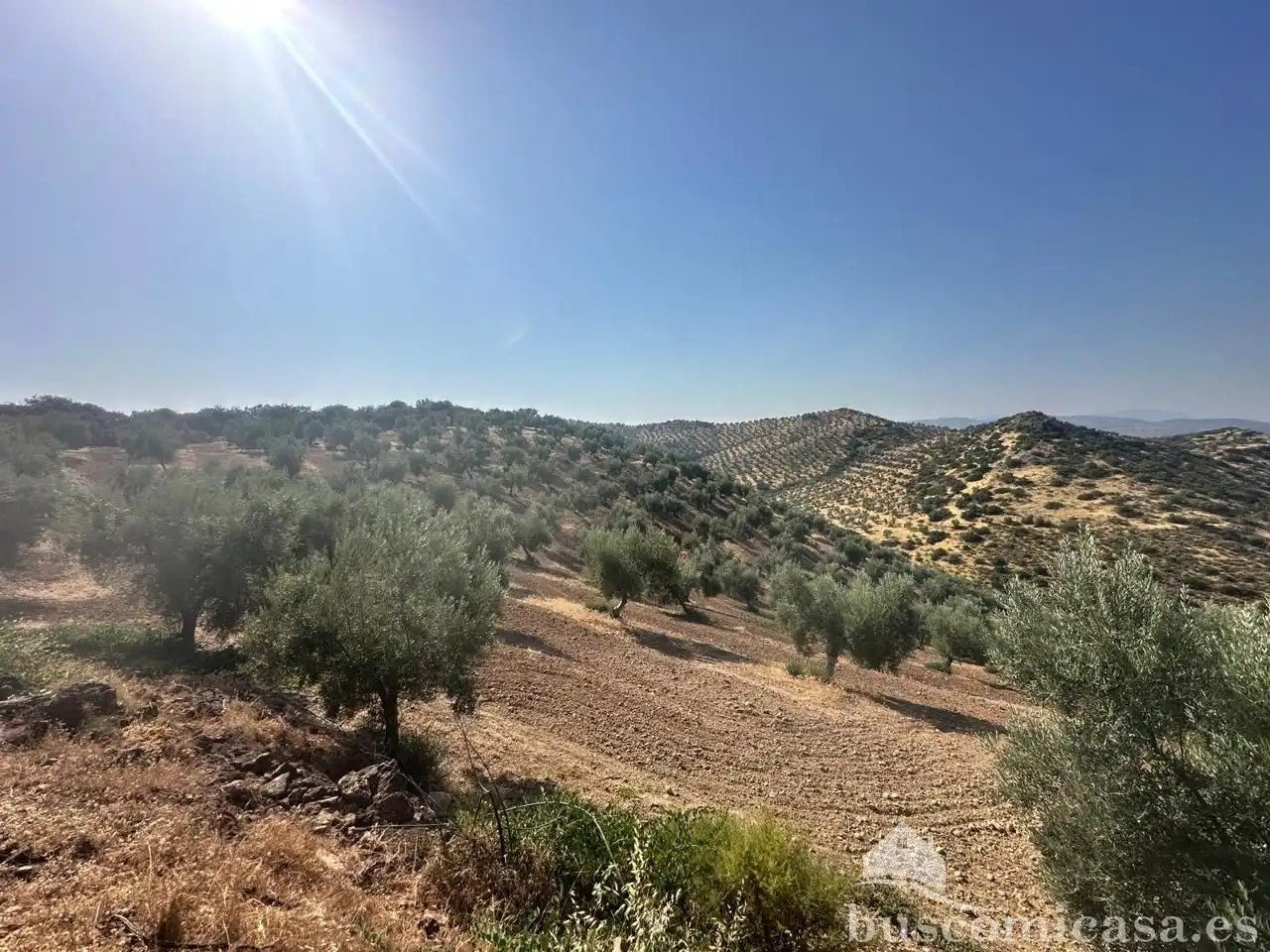 Terrain rustique à vendre à finca de olivar, imagen 5