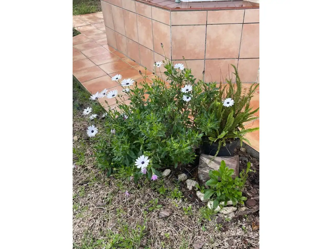 Jardí de Casa o xalet en venda en Chiclana de la Frontera amb Aire condicionat, Jardí privat i Piscina