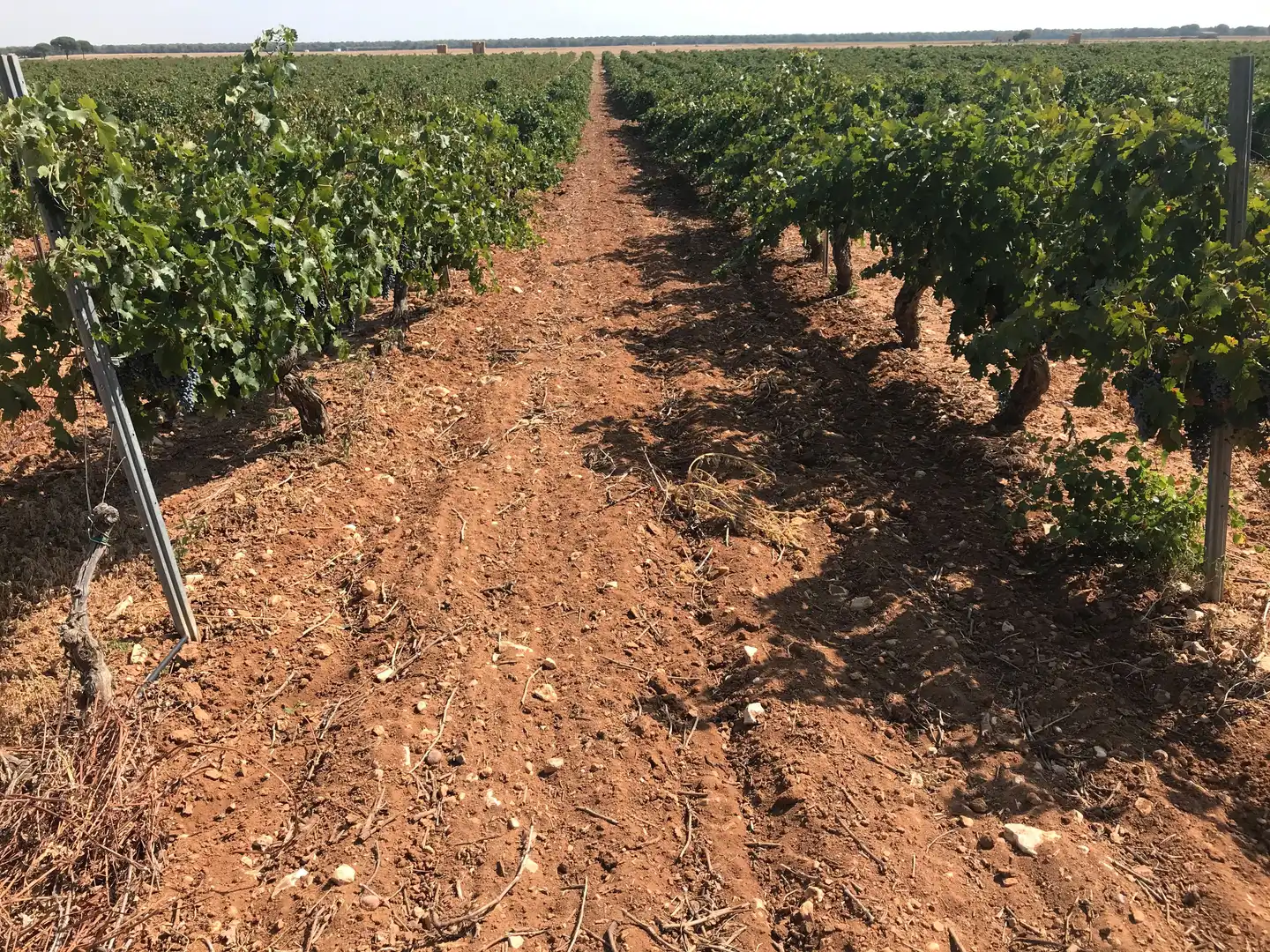 Terreni e lotti in vendita a Las Mesas, imagen 10