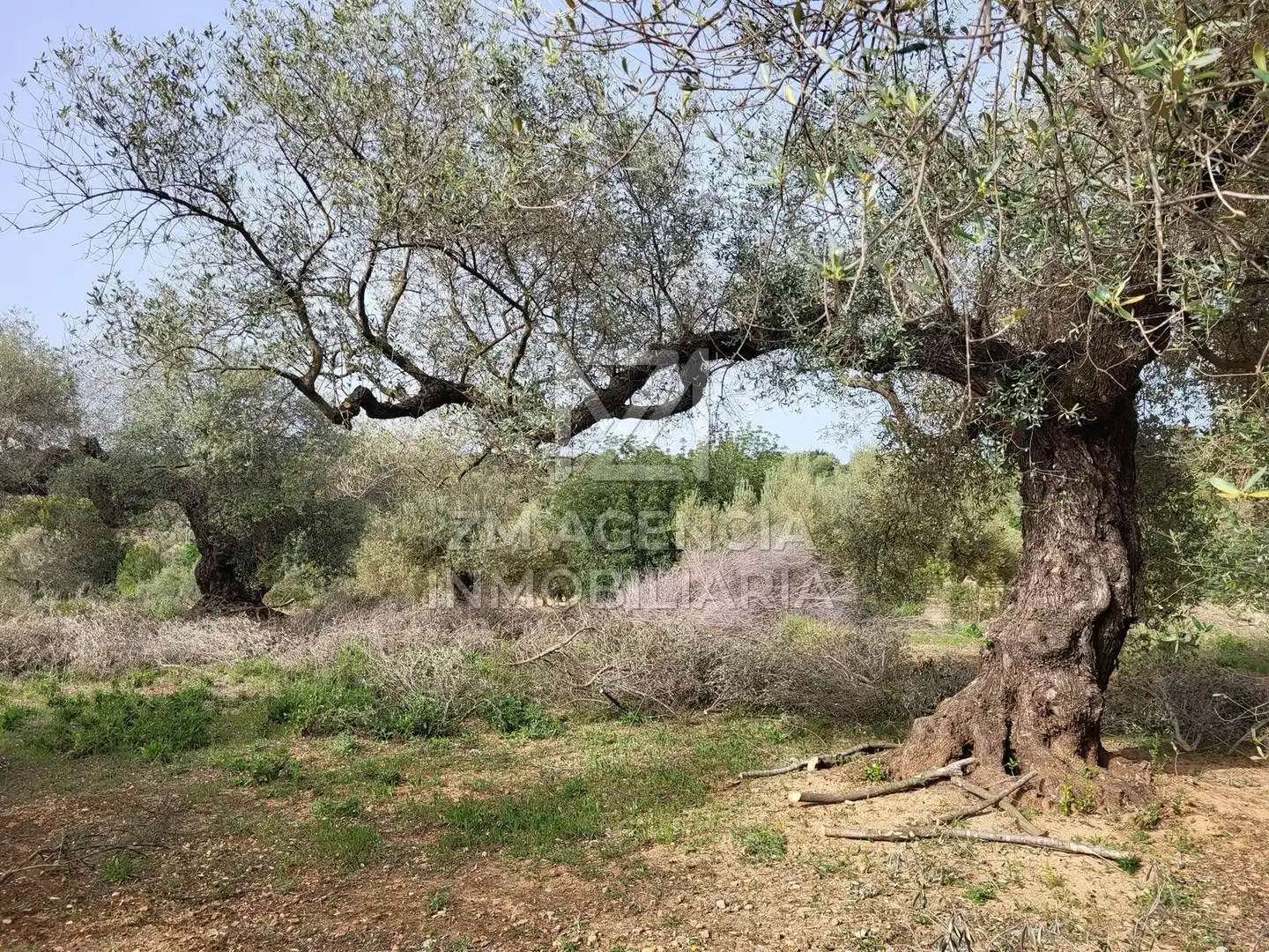 Terreno rustico in vendita a Corral de la Culla, imagen 16