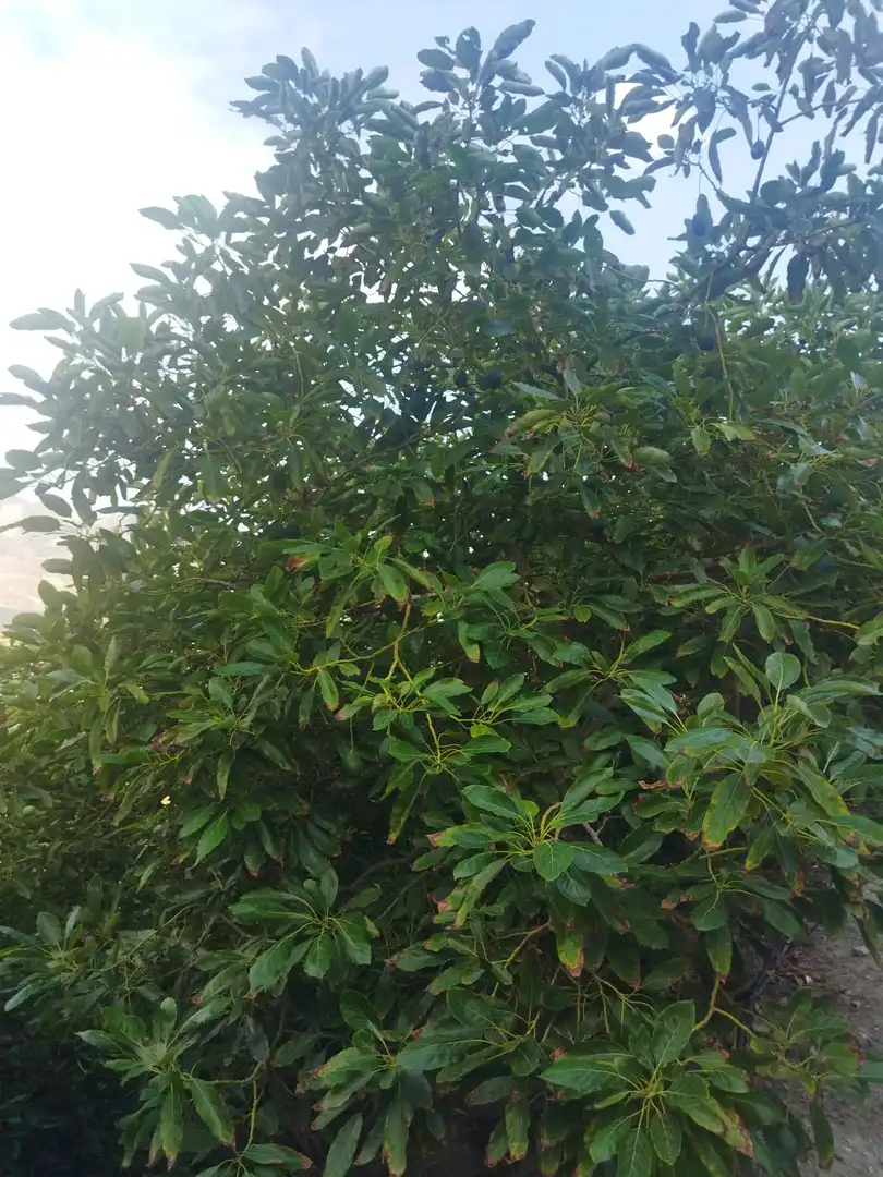 Jardí de Finca rústica en venda en Almuñécar amb Jardí privat, Terrassa i Piscina