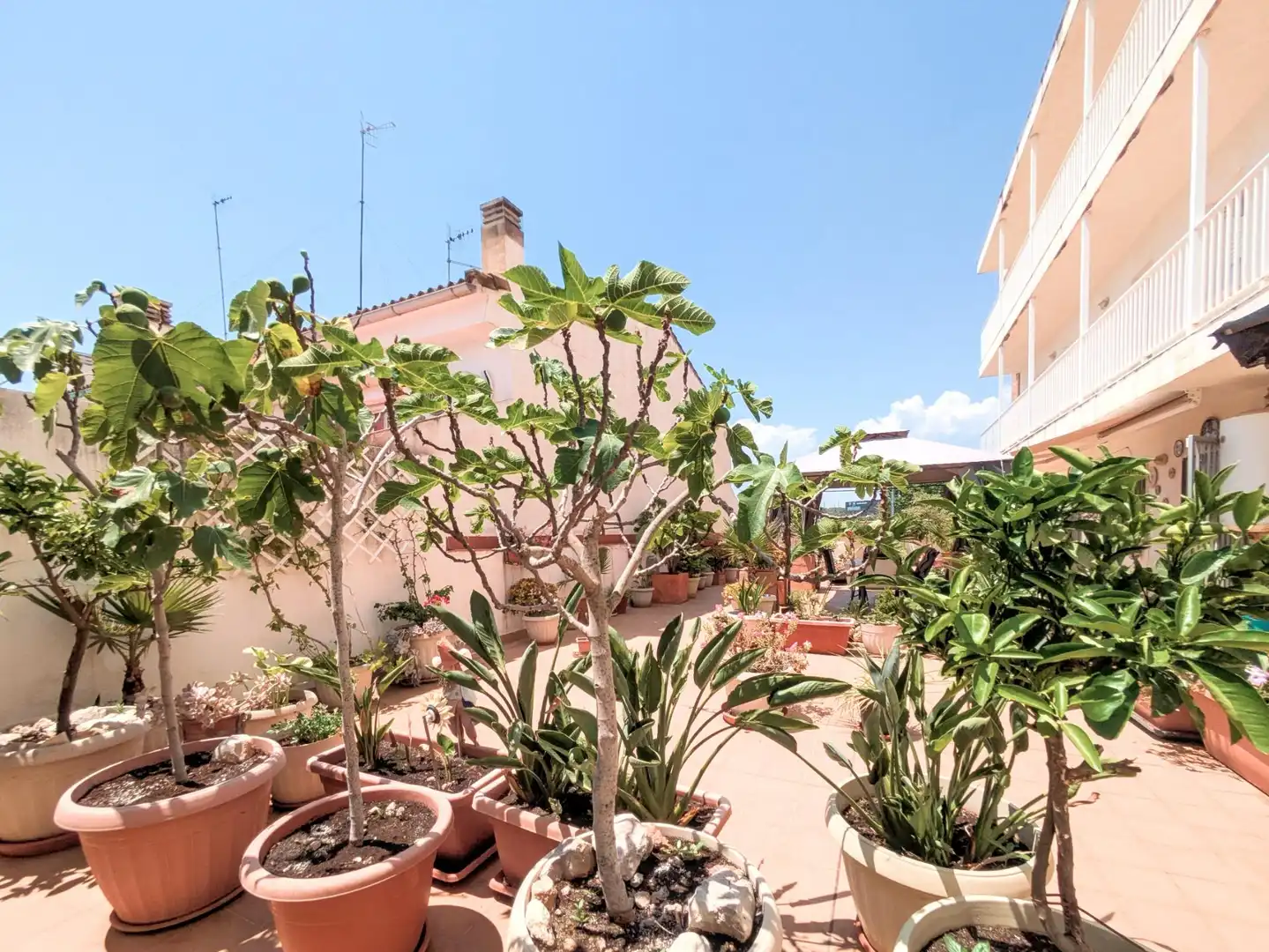 Terrassa de Pis en venda en Amposta