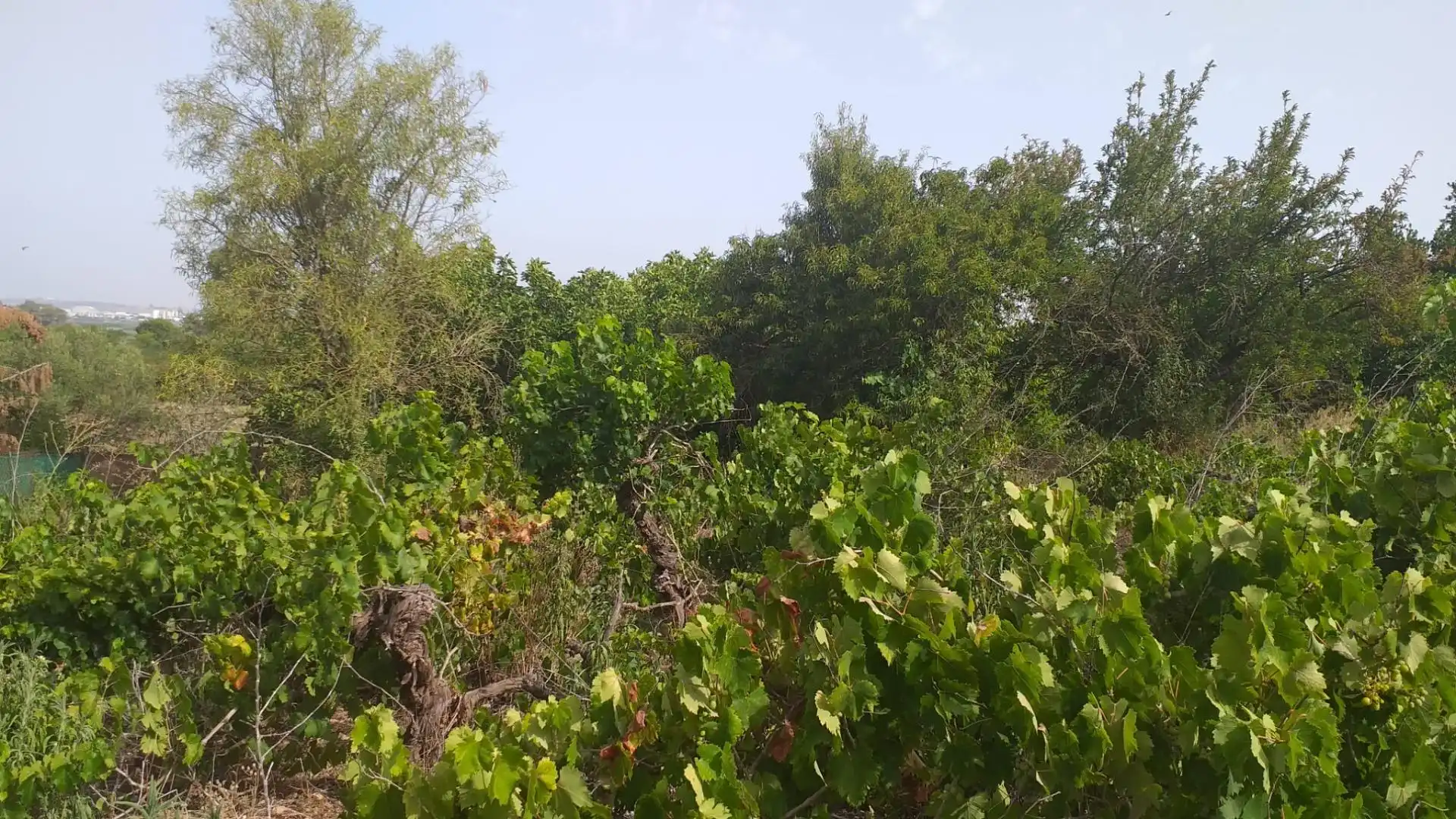 Rural land for sale in El Rocío - La Milagrosa, imagen 4