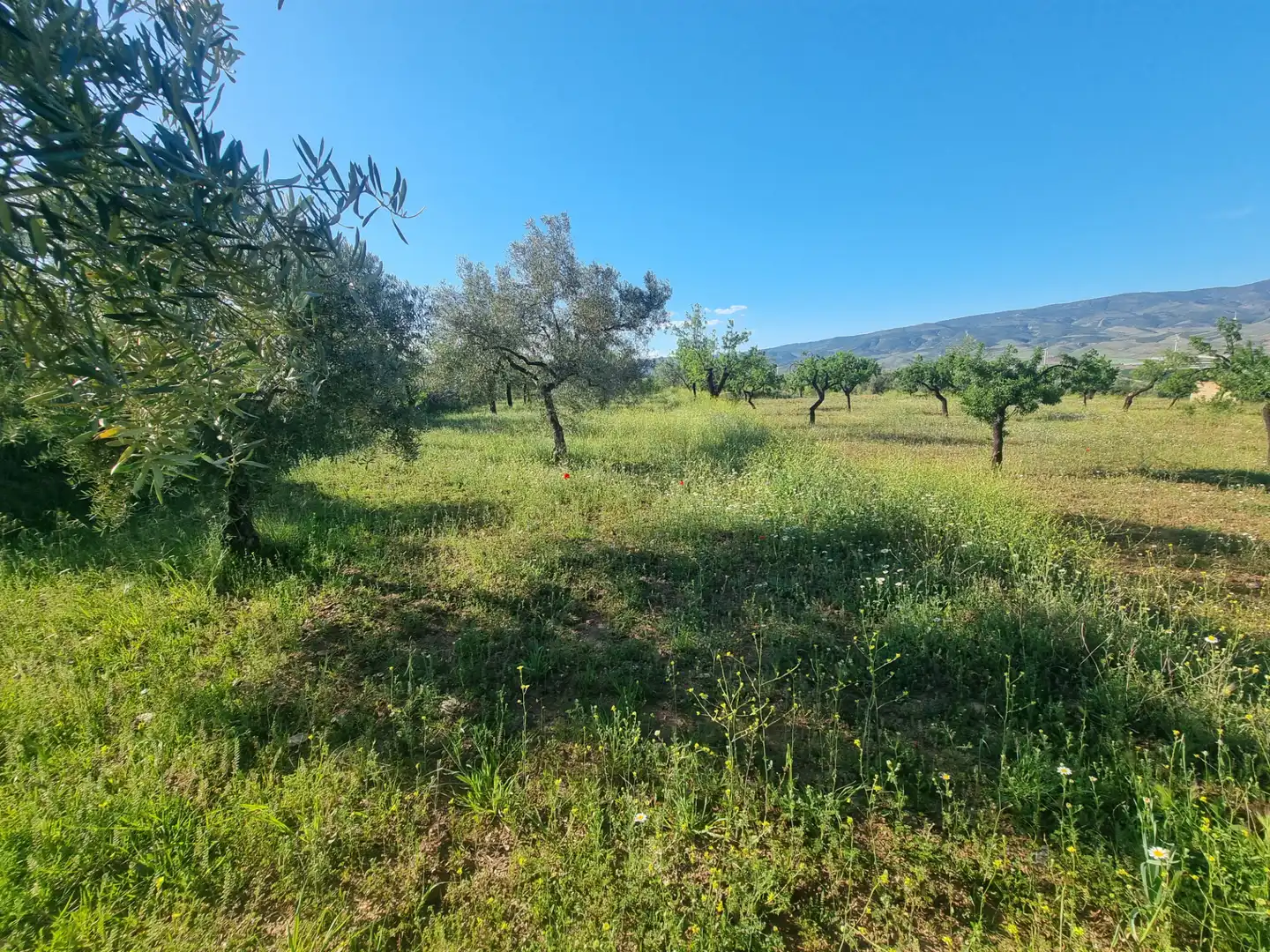 Terreno en venta en Abrucena