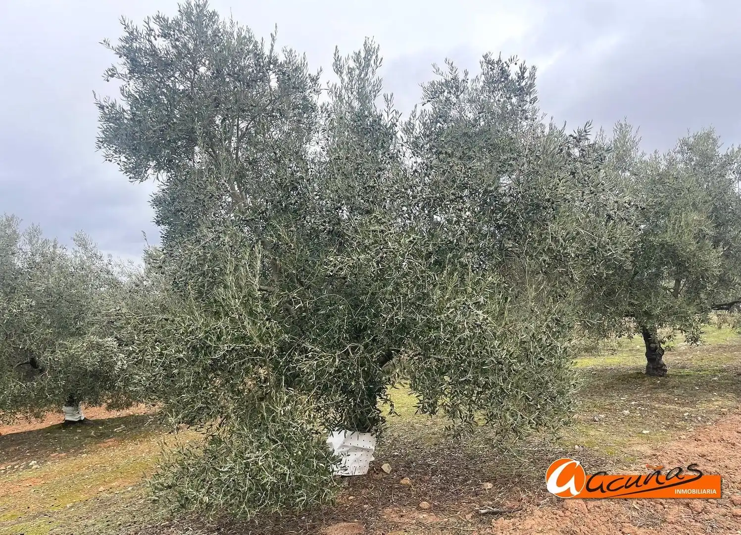 Terrenos y solares en venta en Alameda, imagen 51