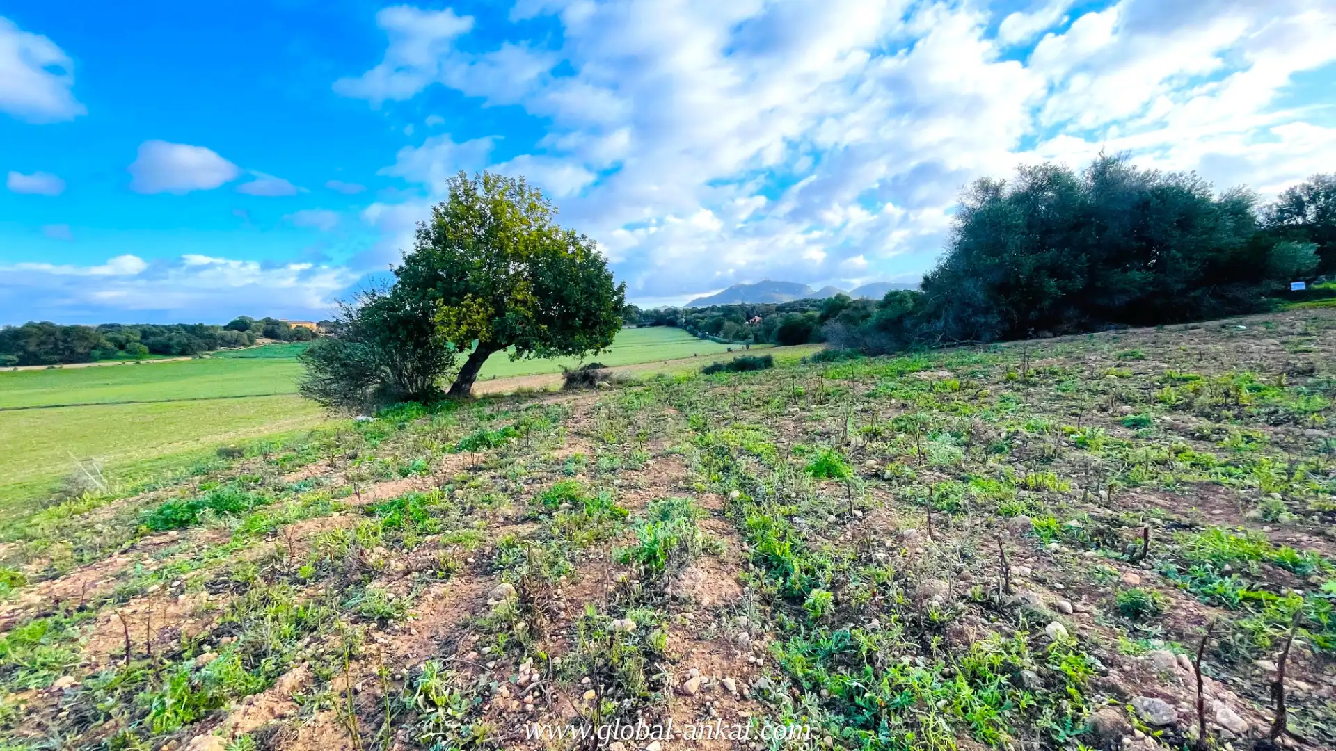 Rural land for sale in Felanitx Poble, imagen 2