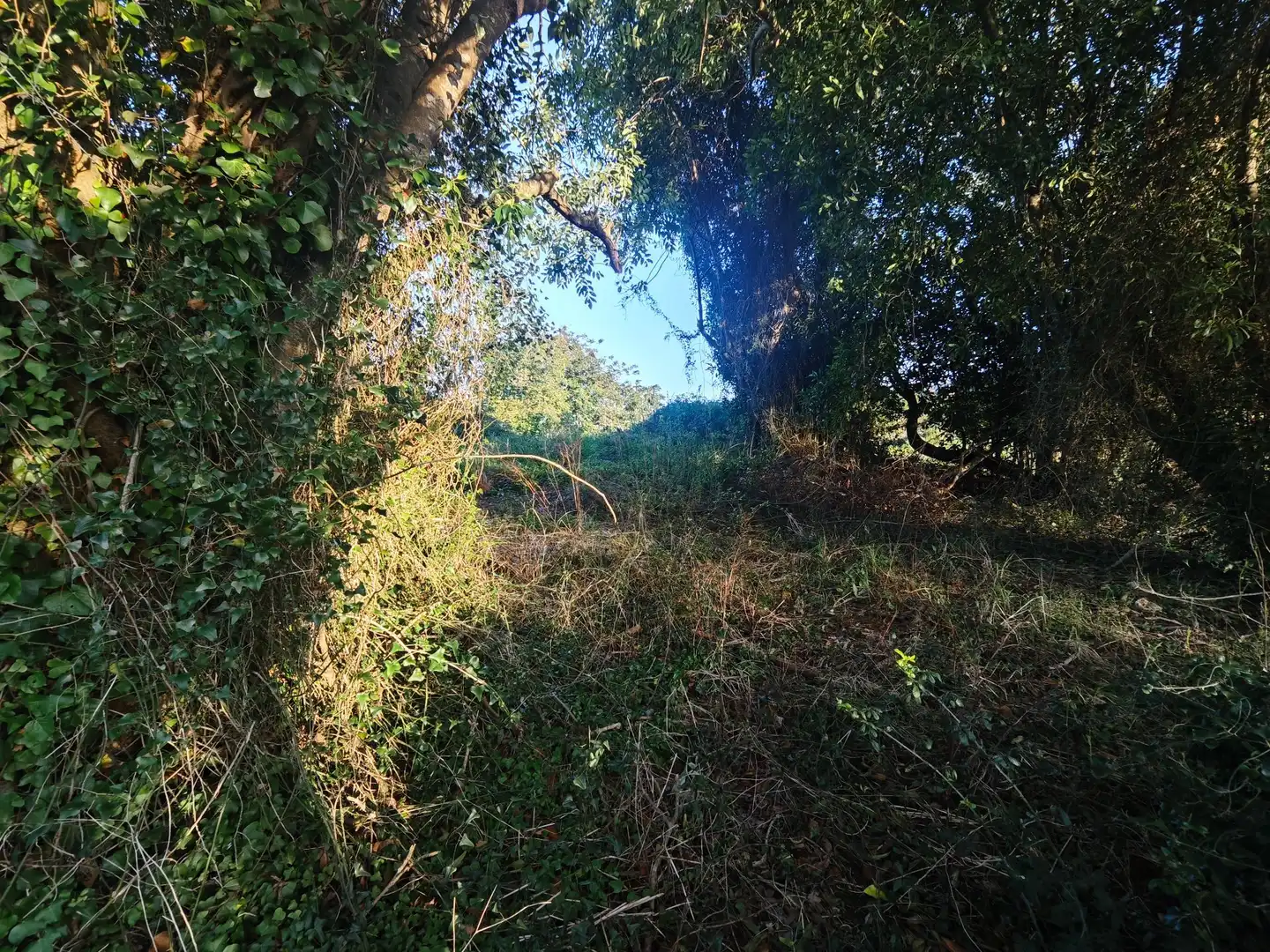 Terreno rústico en venta en Pría - Nueva-Hontoria - Naves, imagen 15