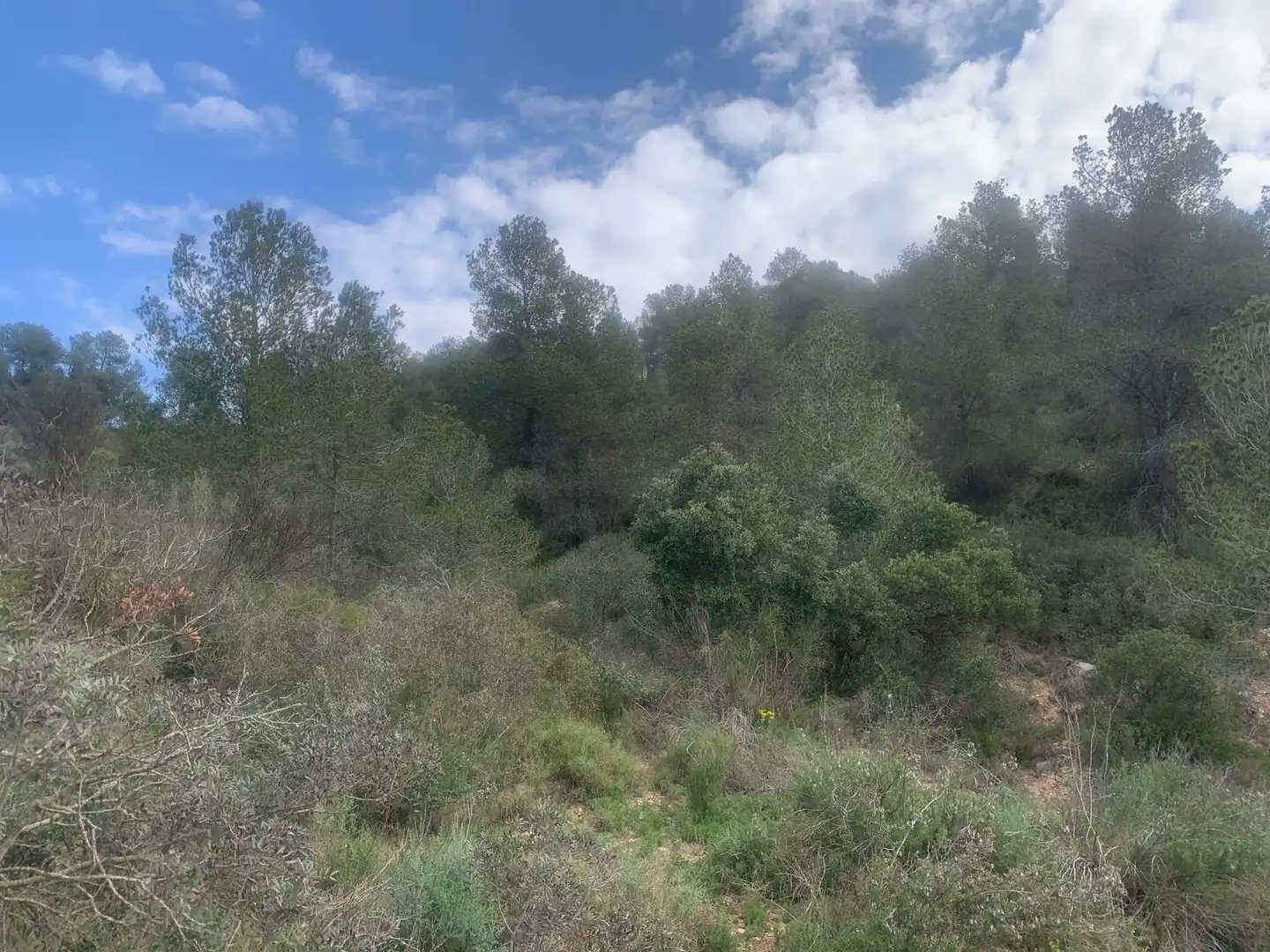 Terreno rustico in vendita a Garcia, imagen 6