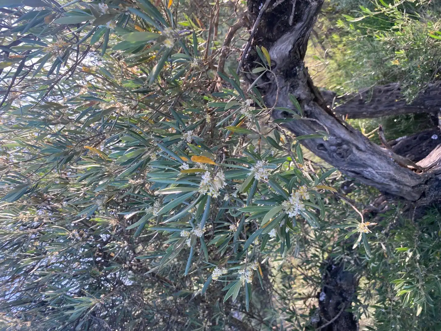 Garten von Residential zur Miete in Loranca de Tajuña