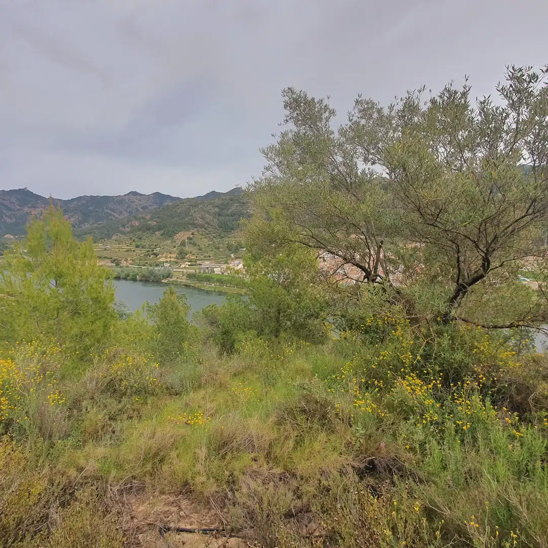 Terrain rustique à vendre à Benifallet, imagen 19