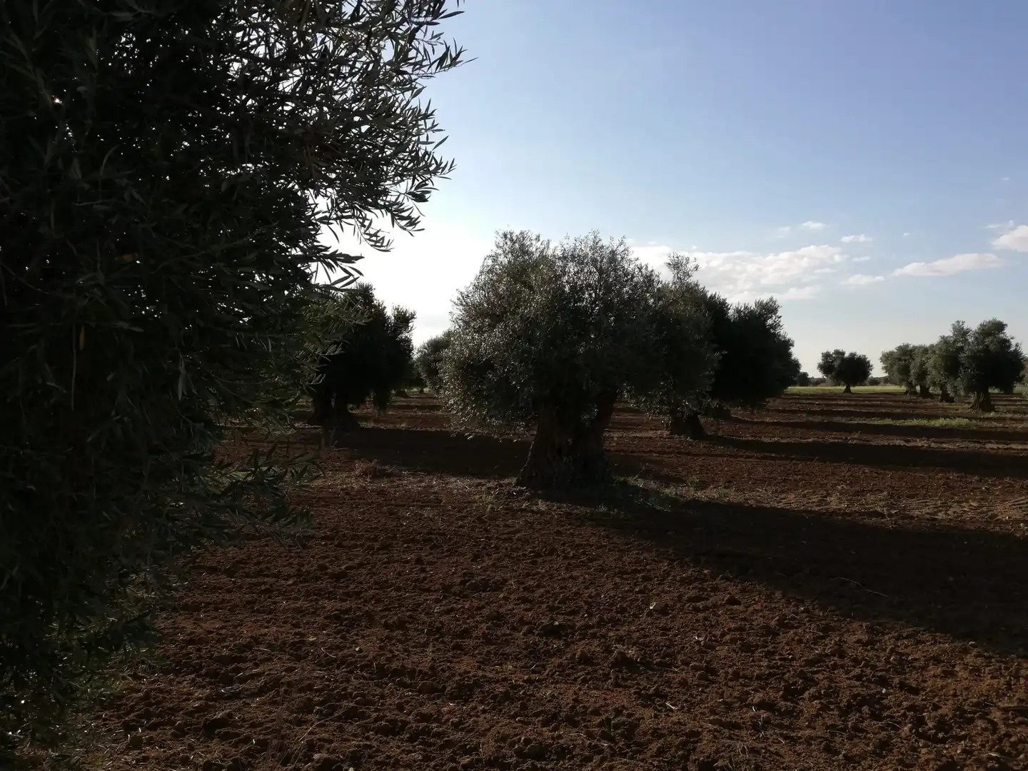 Rural land for sale in Almonacid de Toledo