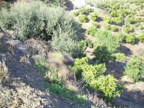 Terrain rustique à vendre à Vélez-Málaga ciudad, imagen 4