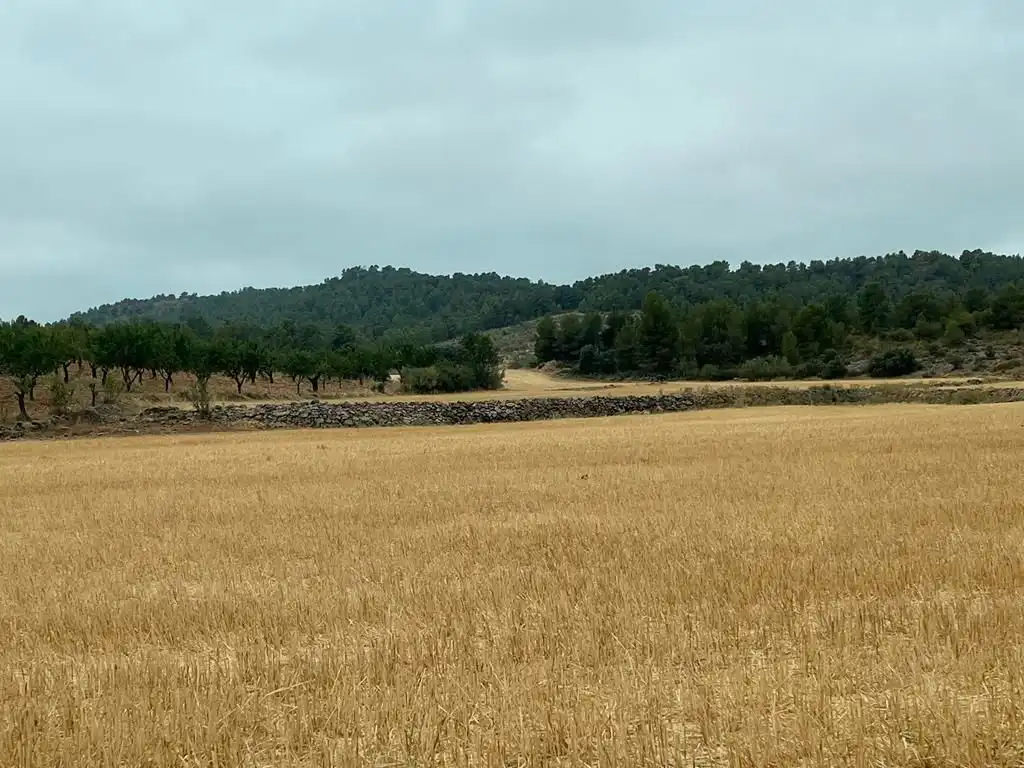 Grundstücke zum Verkauf in Peñas de San Pedro