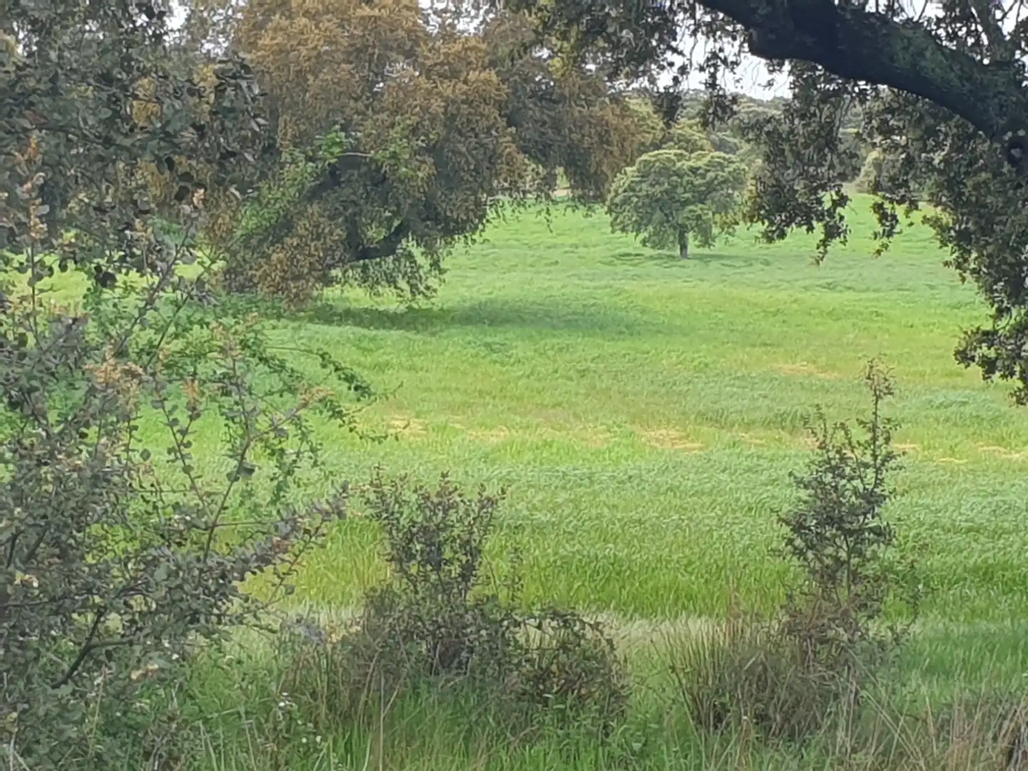 Terreni e lotti in vendita a Parque de la Constitución 5a, imagen 2