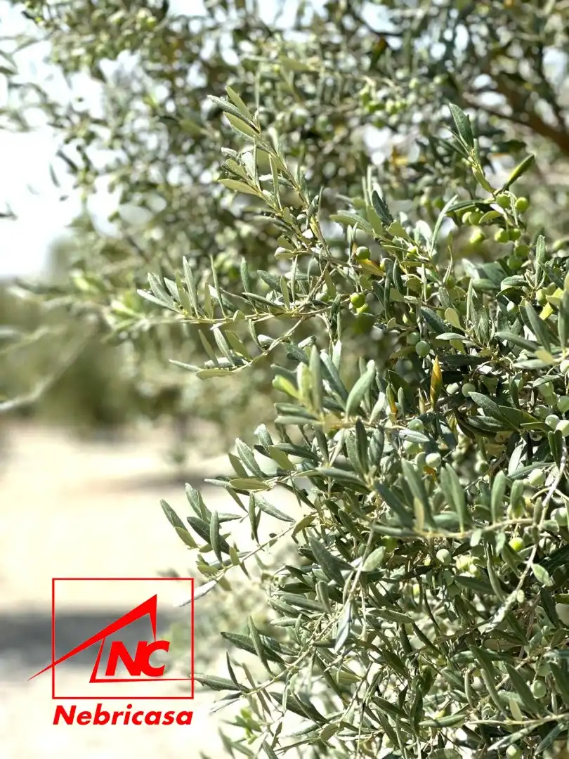 Jardí de Finca rústica en venda en Lebrija amb Aire condicionat i Moblat