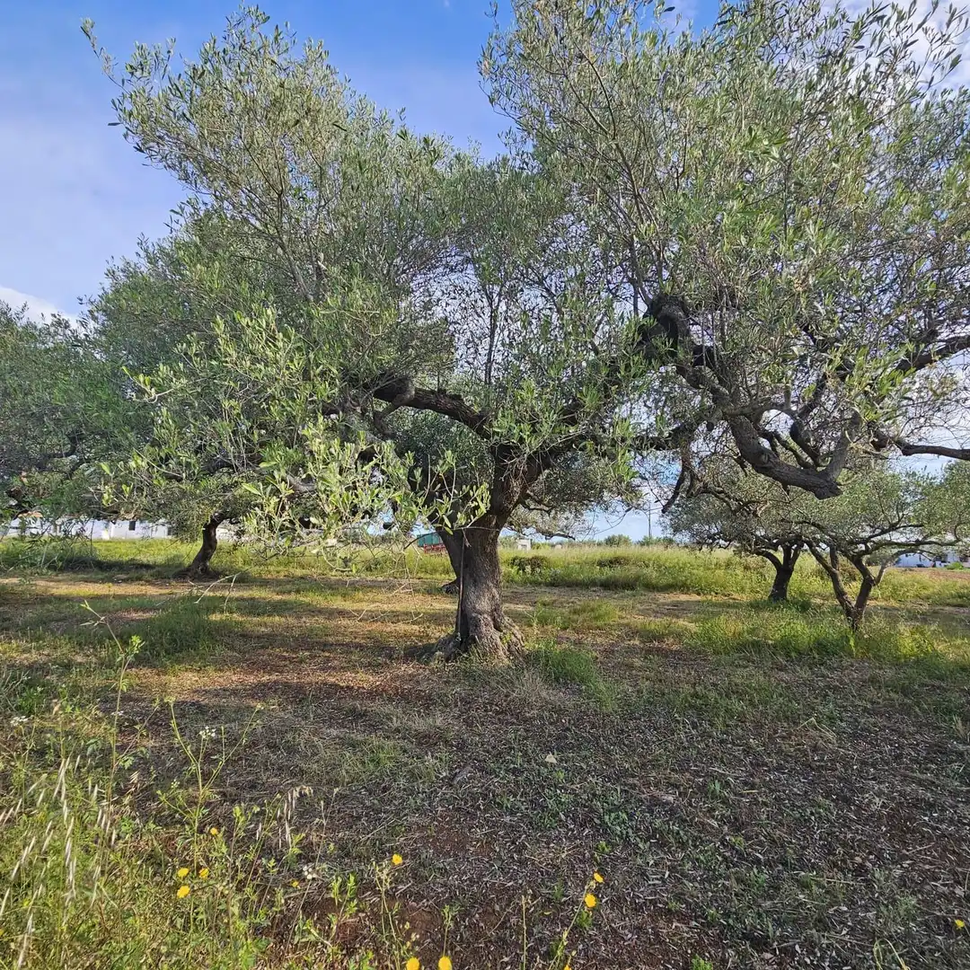 Terrain rustique à vendre à Casc Antic